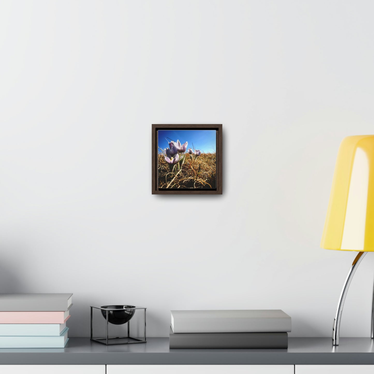 Prairie Crocus - Gallery Canvas Wraps, Square Frame