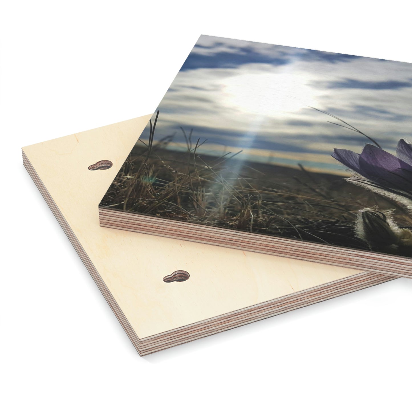Prairie Crocus Wood Canvas