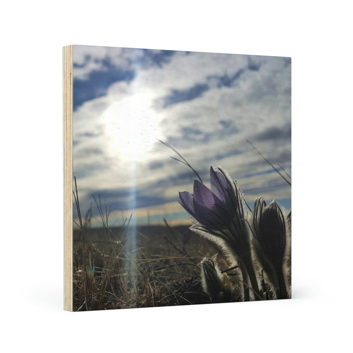 Prairie Crocus Wood Canvas