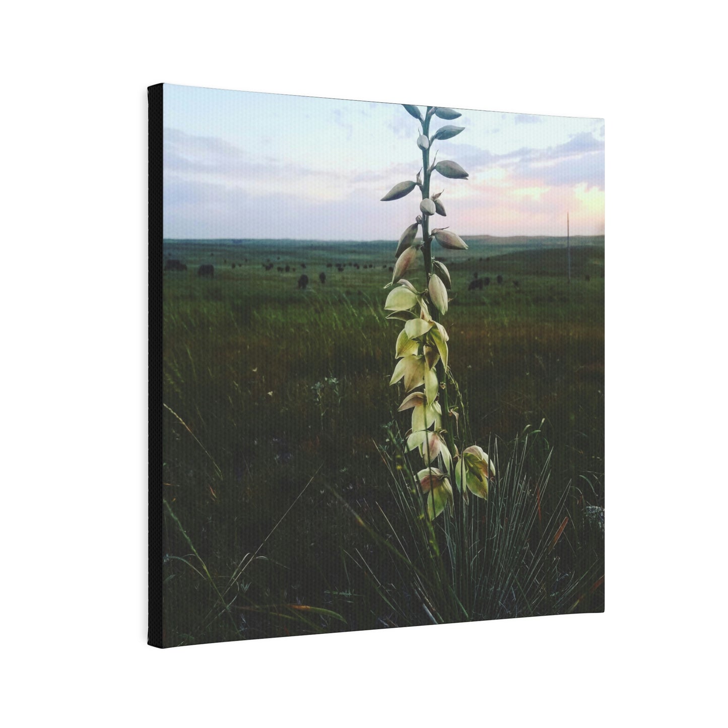 Yucca Cow Canvas Photo Tile
