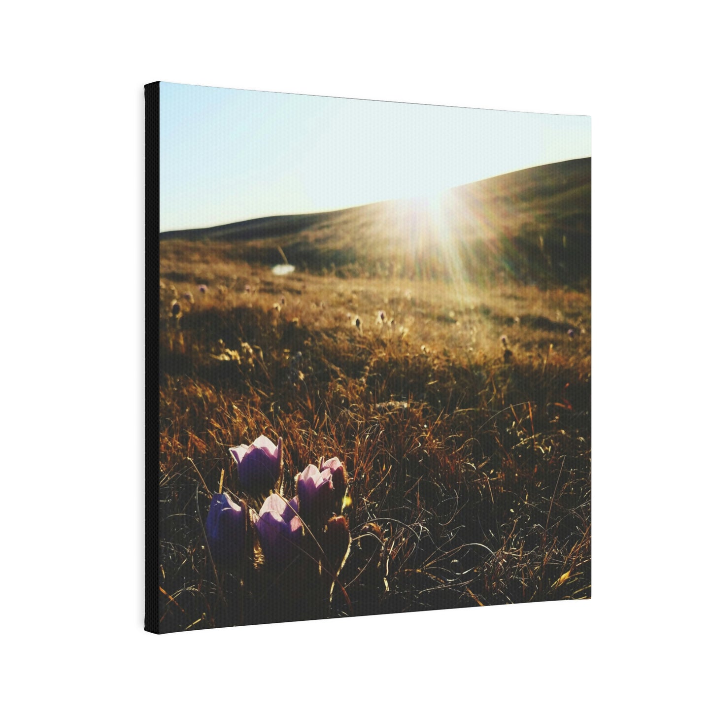 Crocuses Canvas Photo Tile