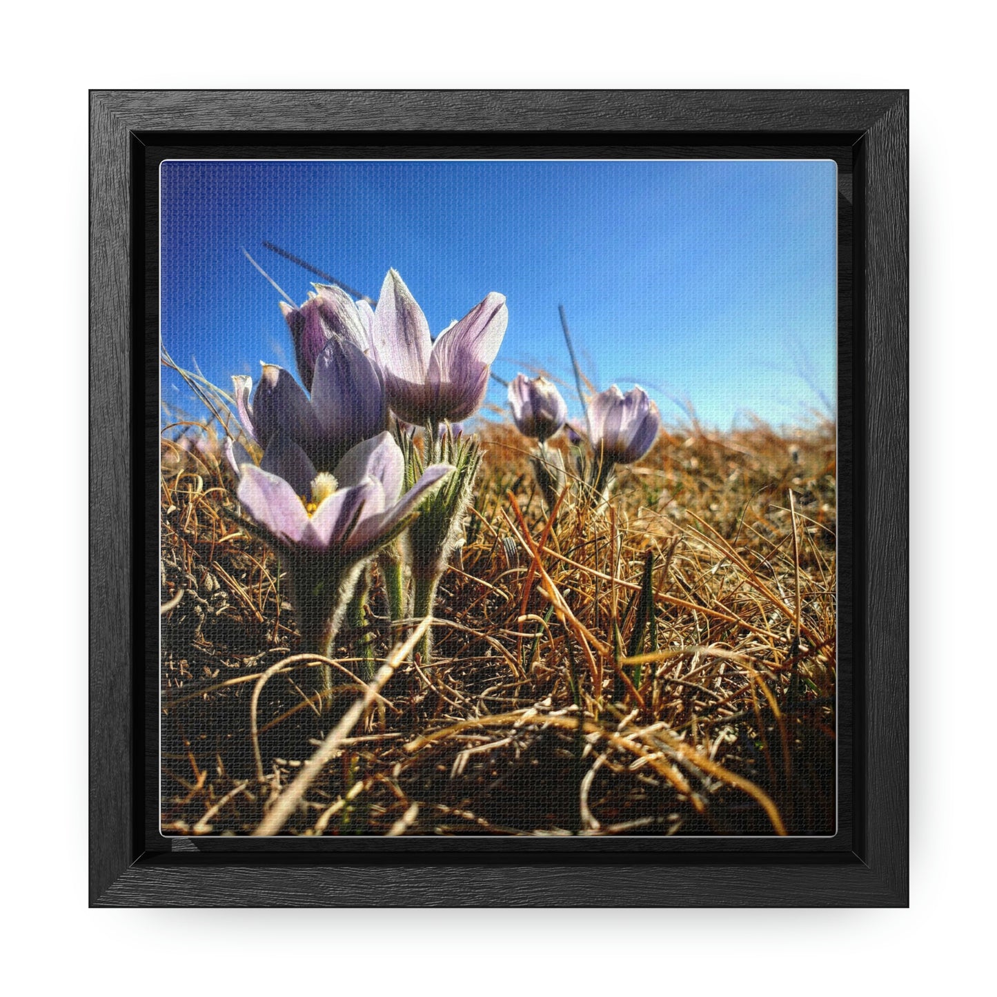 Prairie Crocus - Gallery Canvas Wraps, Square Frame