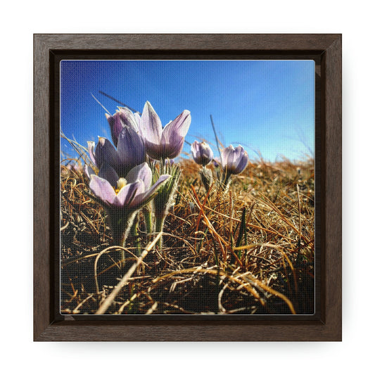 Prairie Crocus - Gallery Canvas Wraps, Square Frame