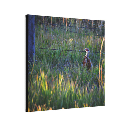 Young Rooster Canvas Photo Tile