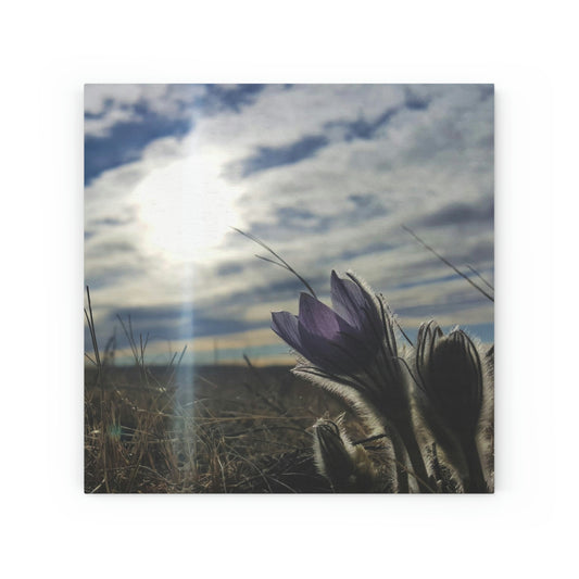 Prairie Crocus Wood Canvas