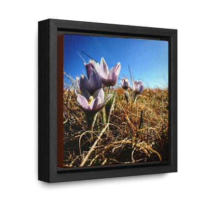 Prairie Crocus - Gallery Canvas Wraps, Square Frame