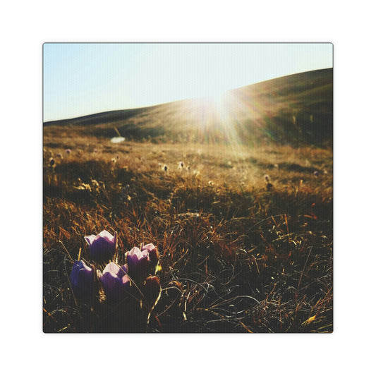 Crocuses Canvas Photo Tile