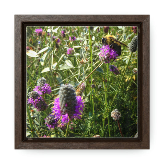 Purple Prairieclover - Gallery Canvas Wraps, Square Frame