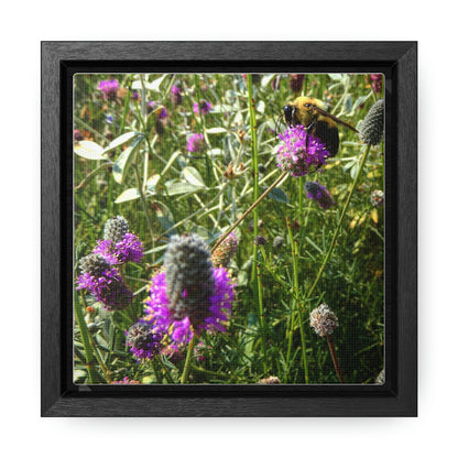 Purple Prairieclover - Gallery Canvas Wraps, Square Frame