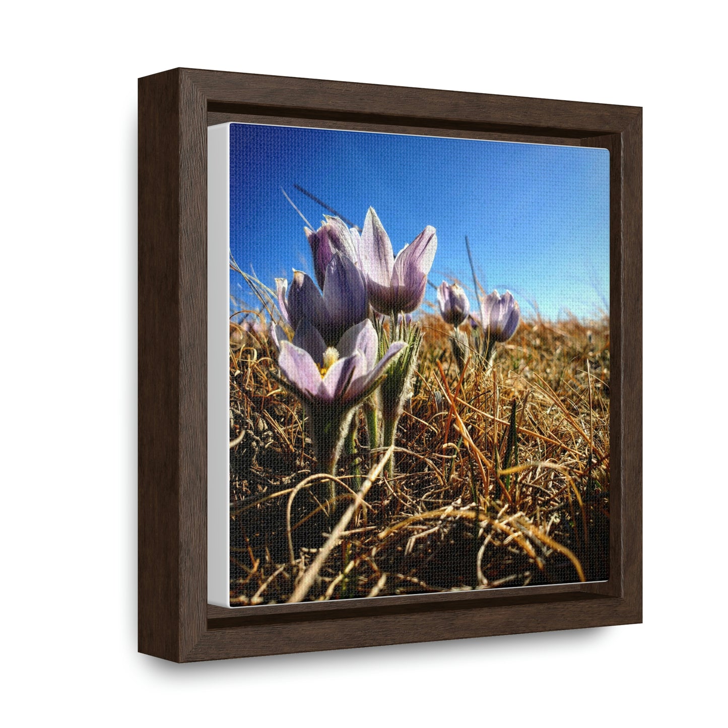 Prairie Crocus - Gallery Canvas Wraps, Square Frame