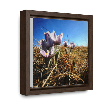 Prairie Crocus - Gallery Canvas Wraps, Square Frame