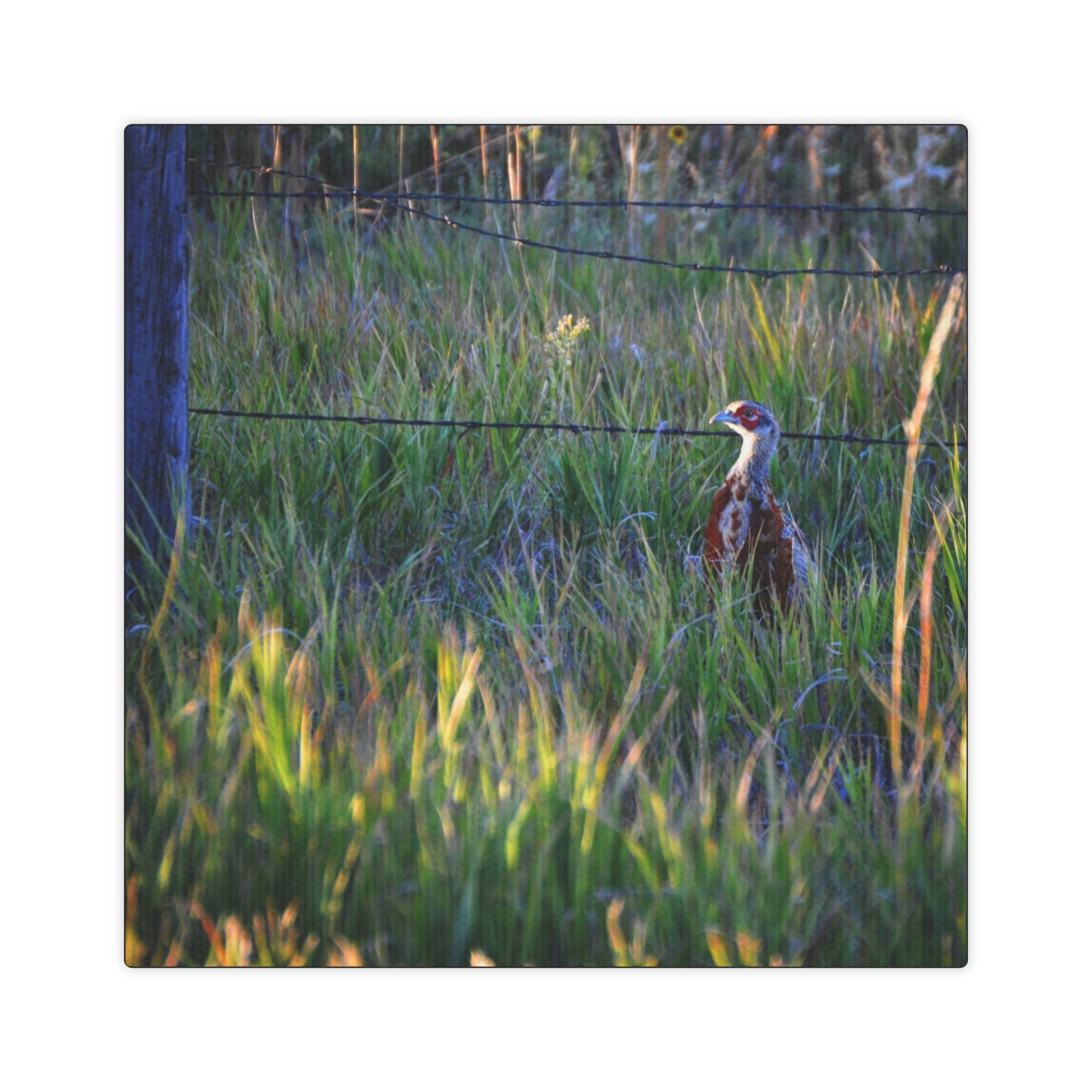 Young Rooster Canvas Photo Tile