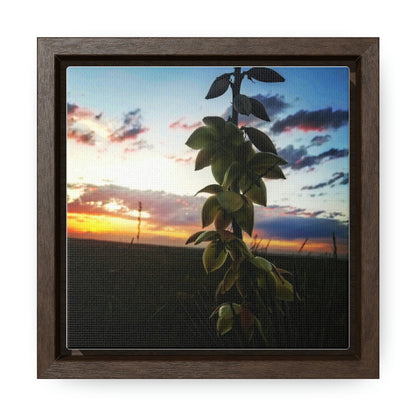 Yucca - Gallery Canvas Wraps, Square Frame