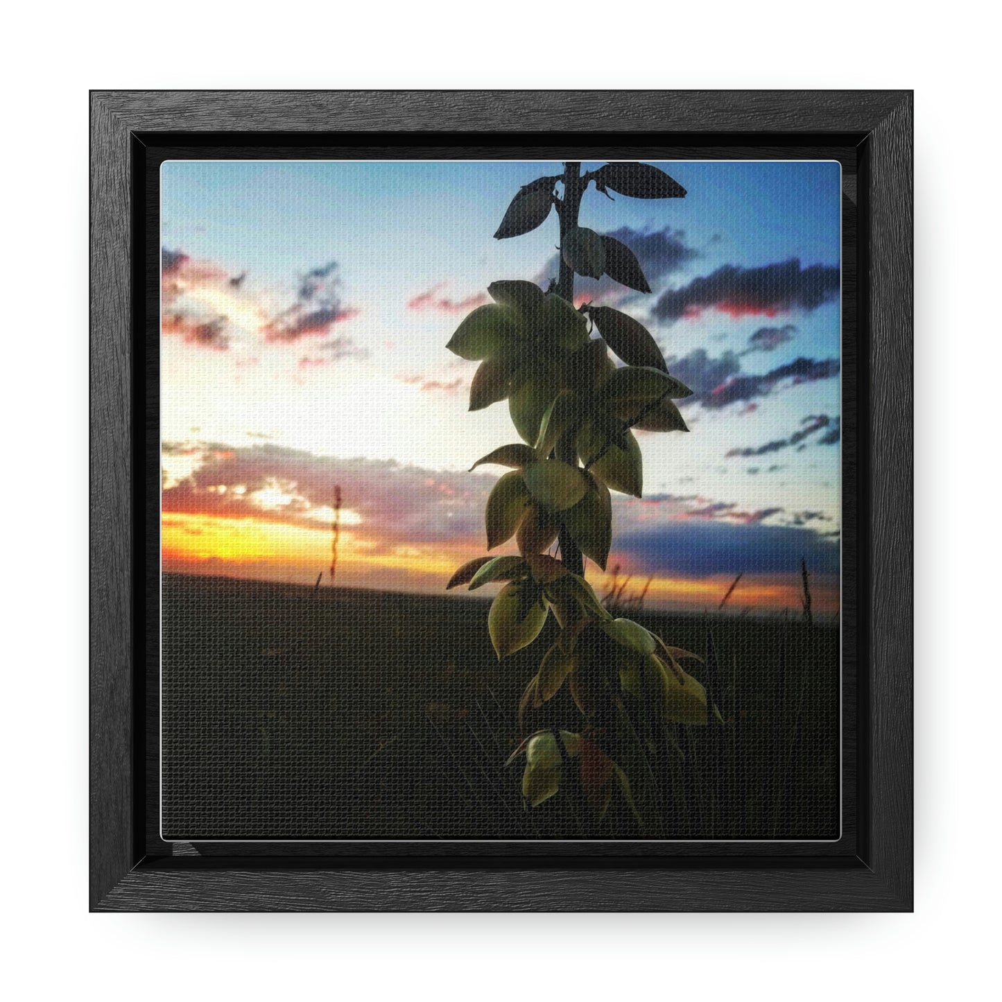 Yucca - Gallery Canvas Wraps, Square Frame