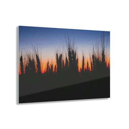 Sunset Wheat Acrylic Prints