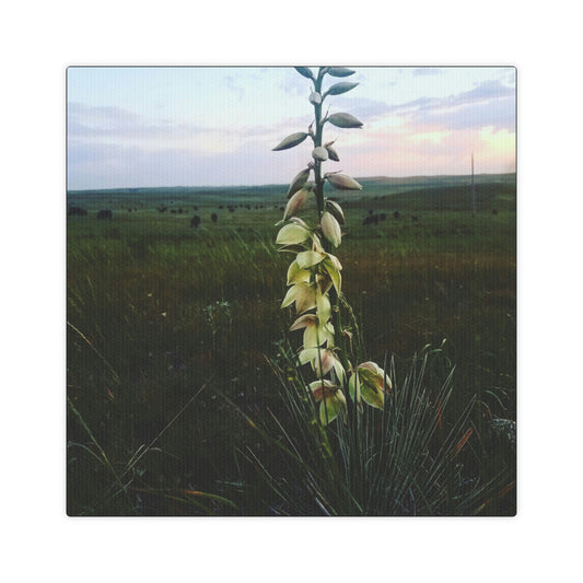 Yucca Cow Canvas Photo Tile